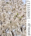 満開になった桜の花 140655517