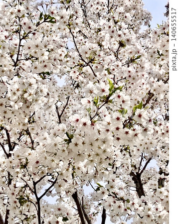 満開になった桜の花 満開になった桜の花 140655517