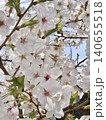 春の日差しを浴びて咲く満開の桜 140655518