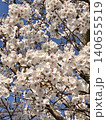 青空に映える満開の桜 140655519
