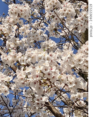 青空に映える満開の桜 140655519