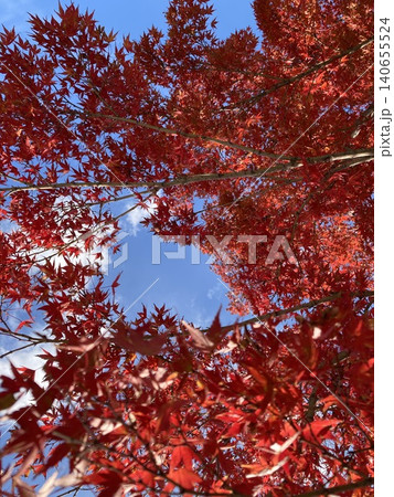 青空に映える真っ赤な紅葉 青空に映える真っ赤な紅葉 140655524