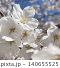 青空に映える桜 140655525