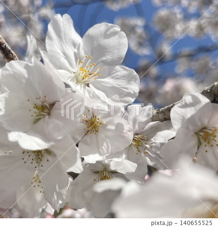 青空に映える桜 青空に映える桜 140655525