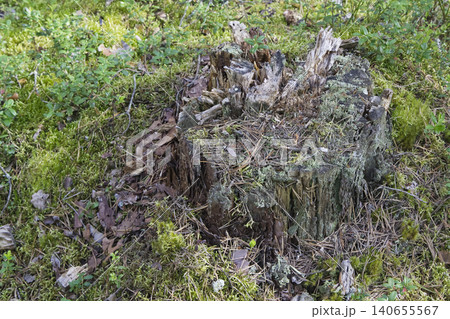 Weathered Forest Stump with Moss 140655567