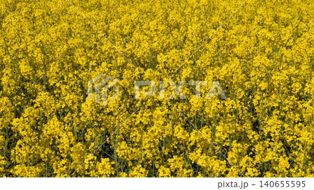 Rapeseed field background Dense Yellow Blossoms Closeup Texture Vivid Color And Floral Pattern, Perfect For Packaging And Advertising Backgrounds, Natural Motif For Sustainable Product Design Rapeseed field background Dense Yellow Blossoms Closeup Texture Vivid Color And Floral Pattern, Perfect For Packaging And Advertising Backgrounds, Natural Motif For Sustainable Product Design 140655595
