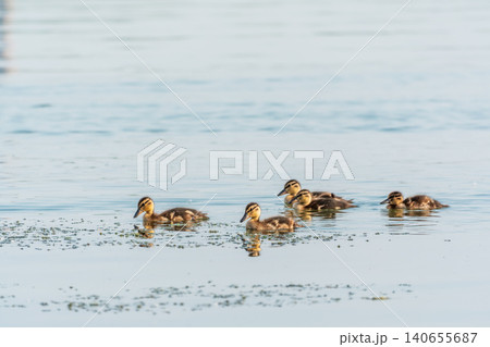 A family of ducks, a duck and its little ducklings are swimming in the water. The duck takes care of its newborn ducklings. Mallard, lat. Anas platyrhynchos A family of ducks, a duck and its little ducklings are swimming in the water. The duck takes care of its newborn ducklings. Mallard, lat. Anas platyrhynchos 140655687