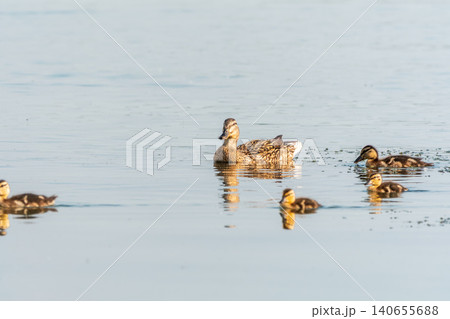 A family of ducks, a duck and its little ducklings are swimming in the water. The duck takes care of its newborn ducklings. Mallard, lat. Anas platyrhynchos A family of ducks, a duck and its little ducklings are swimming in the water. The duck takes care of its newborn ducklings. Mallard, lat. Anas platyrhynchos 140655688
