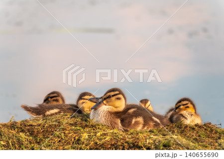 Cute little ducklings sits on a lake coast Cute little ducklings sits on a lake coast 140655690
