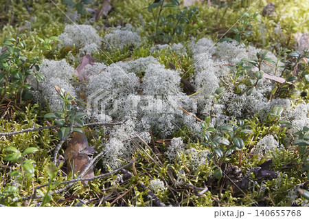 Reindeer Lichen and Mossy Forest Floor Reindeer Lichen and Mossy Forest Floor 140655768