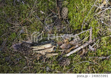 Close-Up of an Old Decaying Tree Stump with Peeling Bark Among Moss and Lingonberry Shrubs Close-Up of an Old Decaying Tree Stump with Peeling Bark Among Moss and Lingonberry Shrubs 140655991