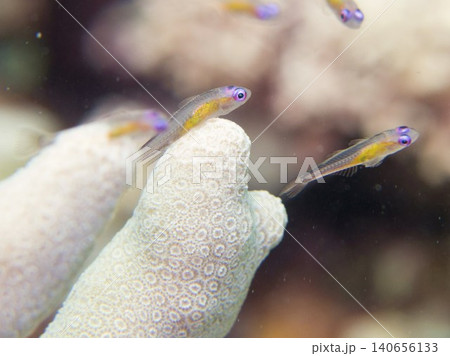 アカメハゼと白い珊瑚 アカメハゼと白い珊瑚 140656133