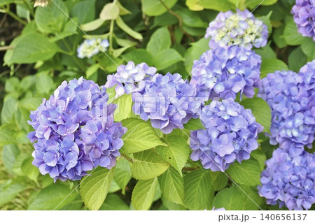 紫の紫陽花 140656137