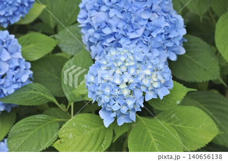 青色の紫陽花 140656138