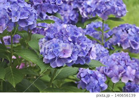 紫の紫陽花 紫の紫陽花 140656139