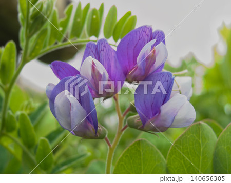 薄紫色の花を咲かせたハマエンドウ アップ 薄紫色の花を咲かせたハマエンドウ アップ 140656305