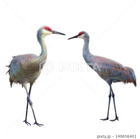 Watercolor of Sandhill Cranes, Isolated on White Background Watercolor of Sandhill Cranes, Isolated on White Background 140656401
