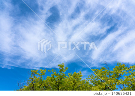爽やかな青空と若葉、巻雲が広がる空の背景素材 爽やかな青空と若葉、巻雲が広がる空の背景素材 140656421