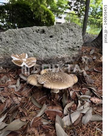 初夏の公園で大きく育ったテングタケ 初夏の公園で大きく育ったテングタケ 140656455