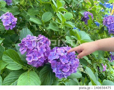 紫陽花に触れようとする子どもの手と梅雨の風景 紫陽花に触れようとする子どもの手と梅雨の風景 140656475