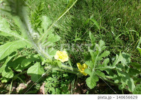 Watermelons and Young Watermelon Fruits Growing on Vine Watermelons and Young Watermelon Fruits Growing on Vine 140656629