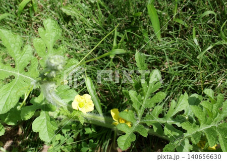 Watermelons and Young Watermelon Fruits Growing on Vine 140656630