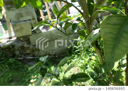 Young Mandarin Fruits Growing on Tree Branch Young Mandarin Fruits Growing on Tree Branch 140656893