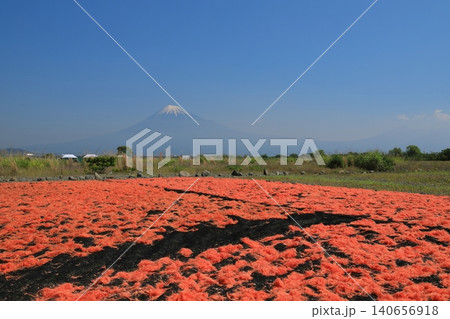 由比の桜エビの天日干し場からの富士山の眺め 由比の桜エビの天日干し場からの富士山の眺め 140656918