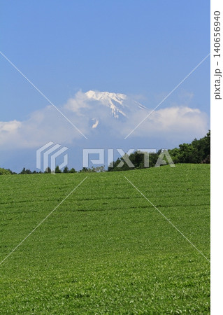 冠雪した富士山に映える新緑の今宮の茶畑の風景 冠雪した富士山に映える新緑の今宮の茶畑の風景 140656940