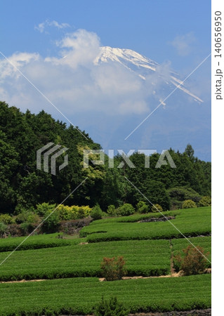 鮮やかな新緑の大渕笹場の茶畑から眺めた富士山の景色 鮮やかな新緑の大渕笹場の茶畑から眺めた富士山の景色 140656950