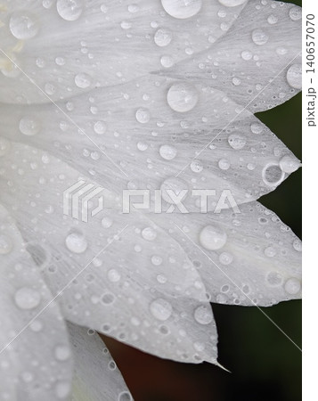 Macro Raindrops on White Flower Petals Closeup Texture 140657070