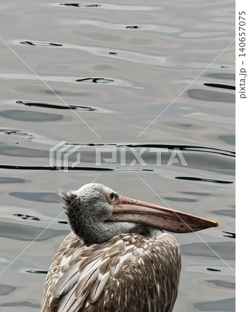 Pelican Portrait with Long Beak Against Rippling Grey Water Pelican Portrait with Long Beak Against Rippling Grey Water 140657075