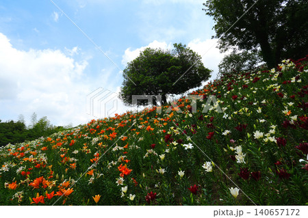 可睡ゆりの園 袋井市 140657172