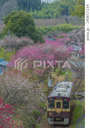 わたらせ渓谷鉄道と花桃（群馬・栃木） 140657234