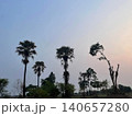 Tall Sugar Palm Trees in a Rural Landscape at Twilight 140657280