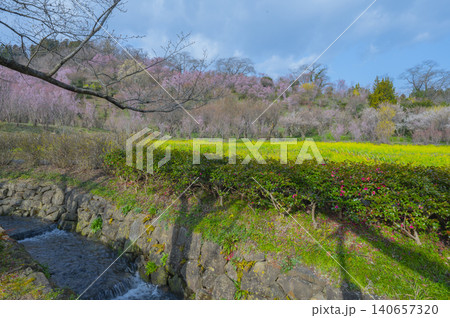 花見山公園・春の花々と福島の丘 花見山公園・春の花々と福島の丘 140657320