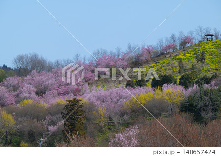 福島・花見山の春景色(満開の花々) 福島・花見山の春景色(満開の花々) 140657424