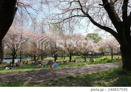 桜の花見 桜の花見 140657595