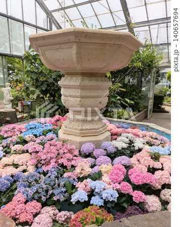 梅雨の季節を彩る箱根強羅公園のアジサイ 梅雨の季節を彩る箱根強羅公園のアジサイ 140657694