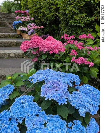 梅雨の季節を彩る箱根強羅公園のアジサイ 梅雨の季節を彩る箱根強羅公園のアジサイ 140657702