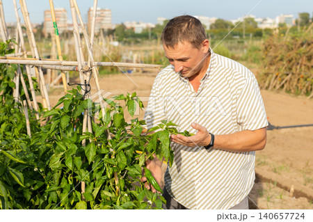 Man examining bell pepper bush in garden Man examining bell pepper bush in garden 140657724