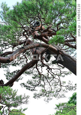 赤松 アカマツの木 赤松 アカマツの木 140658110