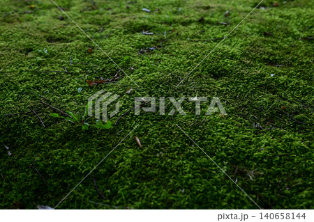 苔むした庭	 140658144