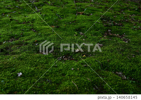苔むした庭	 140658145