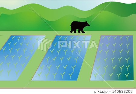 人里の田んぼに現れて周囲を警戒する野生のクマのイラスト 人里の田んぼに現れて周囲を警戒する野生のクマのイラスト 140658209