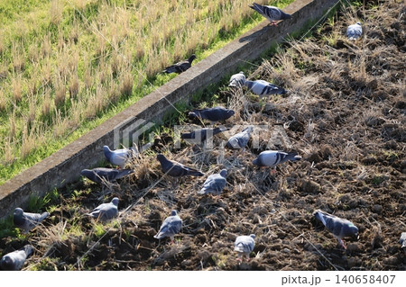 田んぼで餌を食べている鳩 140658407