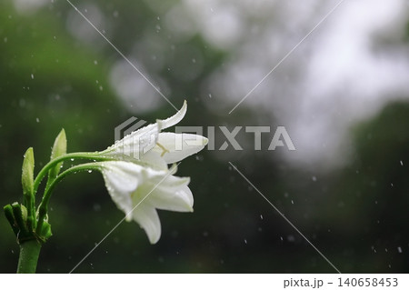 雨に濡れる白百合の花 140658453