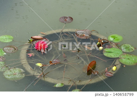 池に咲く睡蓮の花 池に咲く睡蓮の花 140658799