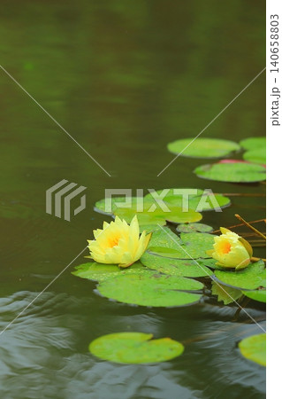 池に咲く睡蓮の花 池に咲く睡蓮の花 140658803