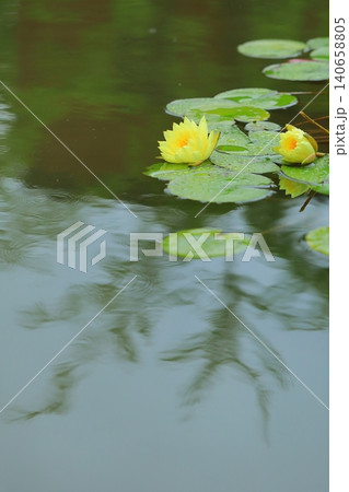 池に咲く睡蓮の花 池に咲く睡蓮の花 140658805